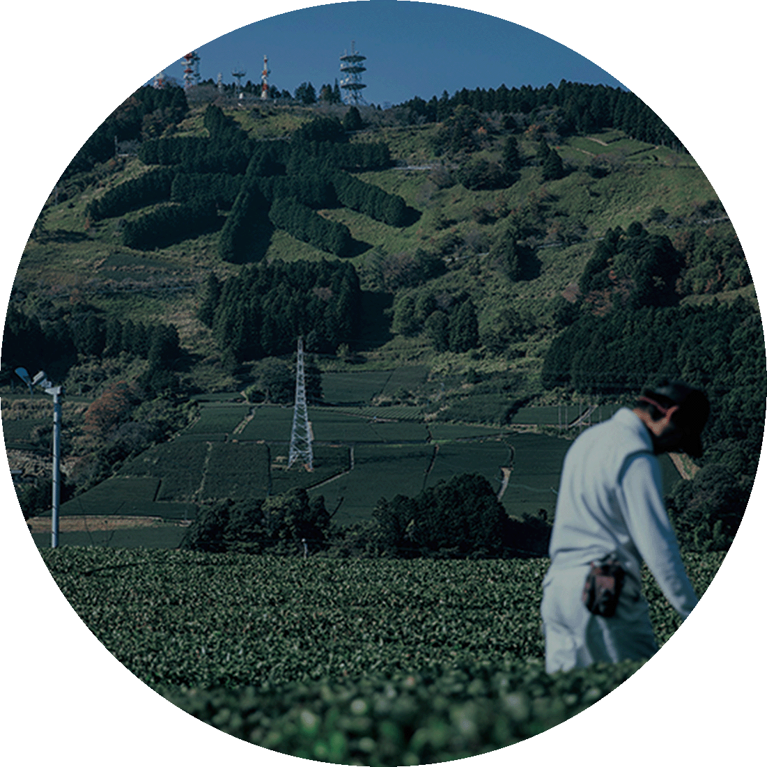 ORGANIC JAPAN TEA in SHIZUOKA
