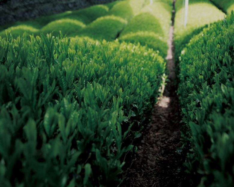 ORGANIC MATCHA